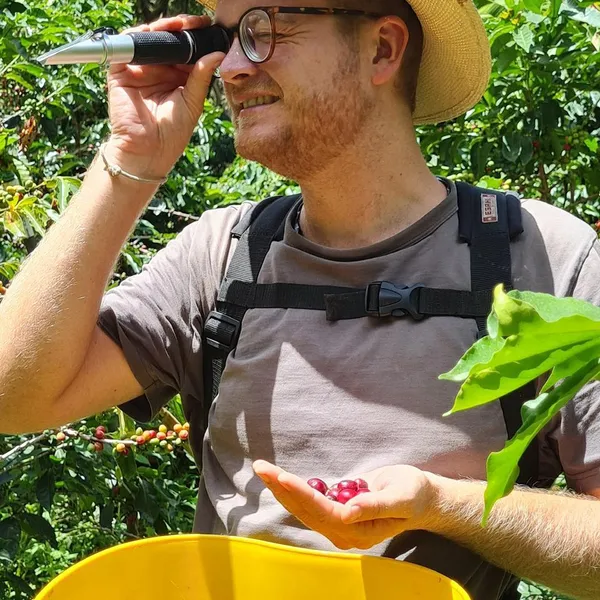 Granos de café verde recién cosechados